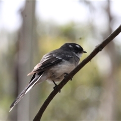 Rhipidura albiscapa (Grey Fantail) at Kambah, ACT - 22 Feb 2025 by mroseby