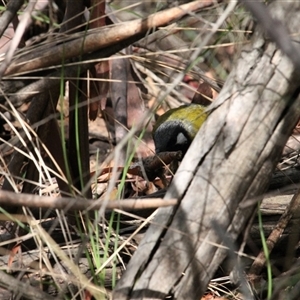 Nesoptilotis leucotis at Kambah, ACT - 22 Feb 2025 02:05 PM