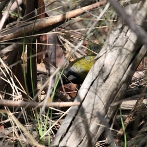 Nesoptilotis leucotis at Kambah, ACT - 22 Feb 2025 02:05 PM