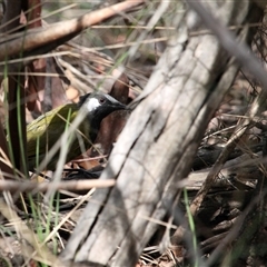 Nesoptilotis leucotis at Kambah, ACT - 22 Feb 2025 02:05 PM