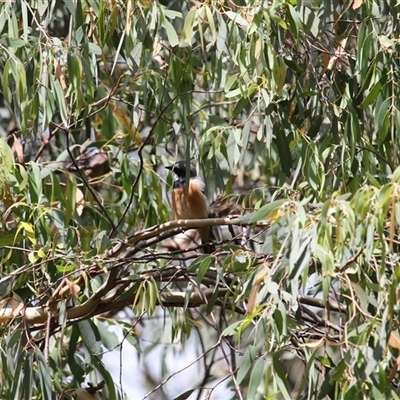 Pachycephala rufiventris (Rufous Whistler) at Kambah, ACT - 22 Feb 2025 by mroseby