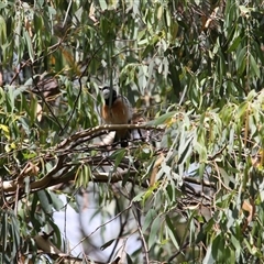 Pachycephala rufiventris at Kambah, ACT - 22 Feb 2025 01:59 PM