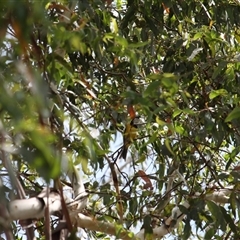 Pachycephala pectoralis (Golden Whistler) at Kambah, ACT - 22 Feb 2025 by mroseby