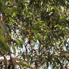 Pachycephala pectoralis at Kambah, ACT - 22 Feb 2025 02:01 PM