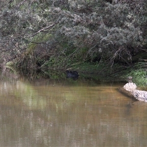 Biziura lobata (Musk Duck) at Paddys River, ACT - 22 Feb 2025 by mroseby