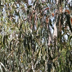 Melithreptus lunatus (White-naped Honeyeater) at Kambah, ACT - 22 Feb 2025 by mroseby