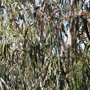 Melithreptus lunatus (White-naped Honeyeater) at Kambah, ACT - 22 Feb 2025 by mroseby