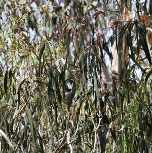 Melithreptus lunatus at Kambah, ACT - 22 Feb 2025 03:32 PM