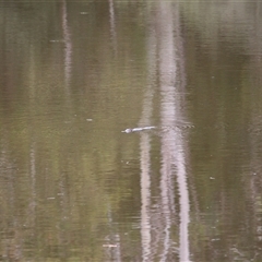 Ornithorhynchus anatinus (Platypus) at Kambah, ACT - 22 Feb 2025 by mroseby