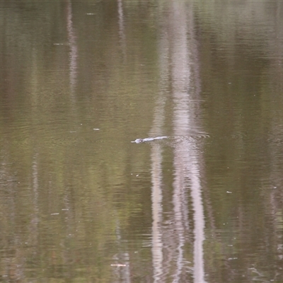 Ornithorhynchus anatinus (Platypus) at Kambah, ACT - 22 Feb 2025 by mroseby