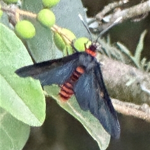 Amata bicolor at Kangaroo Valley, NSW - 23 Feb 2025 by lbradley