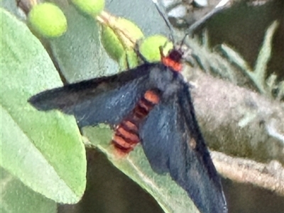 Amata bicolor at Kangaroo Valley, NSW - 23 Feb 2025 by lbradley