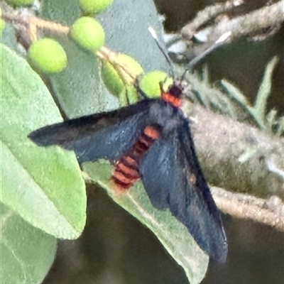 Amata bicolor by lbradley