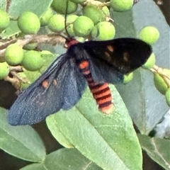 Amata phepsalotis at suppressed - suppressed