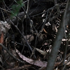 Antechinus mimetes mimetes (Dusky Antechinus) at Paddys River, ACT - 22 Feb 2025 by mroseby