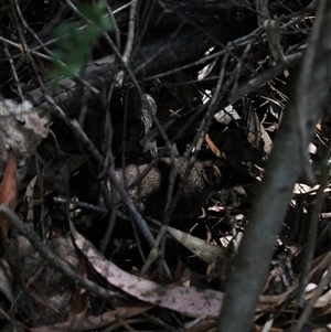 Antechinus mimetes mimetes (Dusky Antechinus) at Paddys River, ACT - 22 Feb 2025 by mroseby