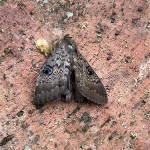 Dasypodia cymatodes (Northern old lady moth) at Kangaroo Valley, NSW - 23 Feb 2025 by lbradley