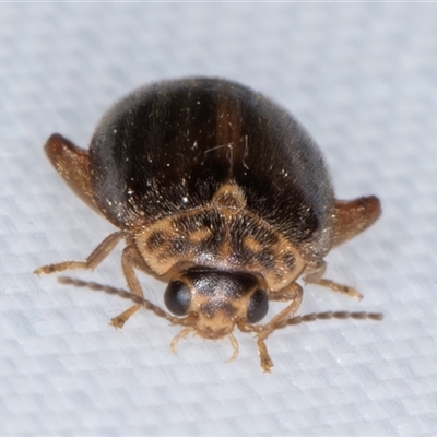 Scirtes sp. (Scirtid beetle) at Melba, ACT - 18 Feb 2025 by kasiaaus