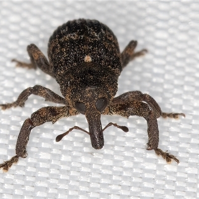 Parorthorhinus aethiops (A weevil) at Melba, ACT - 18 Feb 2025 by kasiaaus