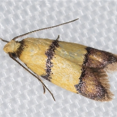 Heteroteucha distephana (A Concealer Moth) at Melba, ACT - 18 Feb 2025 by kasiaaus