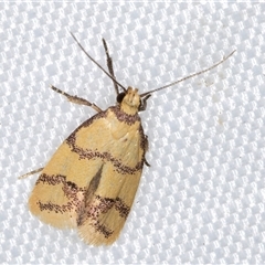 Psaroxantha basilica (A Concealer moth (Wingia Group)) at Melba, ACT - 18 Feb 2025 by kasiaaus