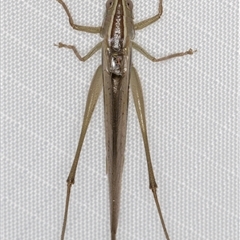 Conocephalus semivittatus (Meadow katydid) at Melba, ACT - 18 Feb 2025 by kasiaaus