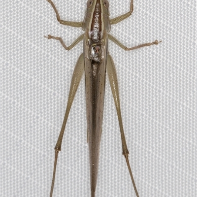 Conocephalus semivittatus (Meadow katydid) at Melba, ACT - 18 Feb 2025 by kasiaaus