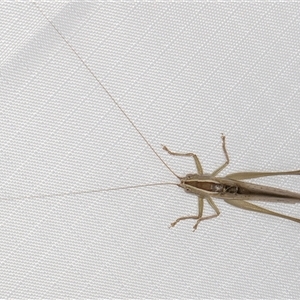 Conocephalus semivittatus at Melba, ACT - 18 Feb 2025 11:30 PM