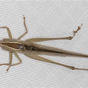 Conocephalus semivittatus at Melba, ACT - 18 Feb 2025 11:30 PM