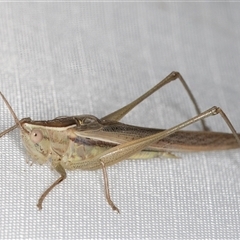 Conocephalus semivittatus at Melba, ACT - 18 Feb 2025 11:30 PM