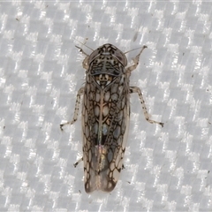 Orosius argentatus (A leafhopper) at Melba, ACT - 18 Feb 2025 by kasiaaus