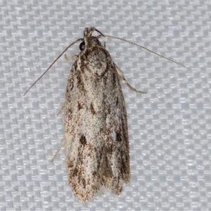 Hofmannophila pseudospretella (Brown House Moth) at Melba, ACT - 18 Feb 2025 by kasiaaus