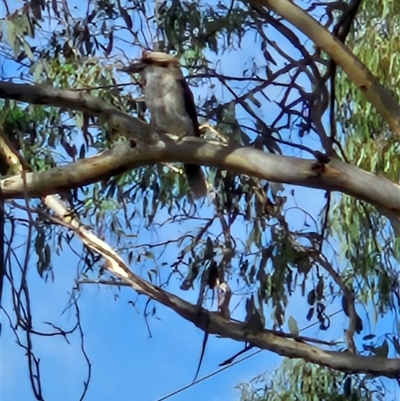 Dacelo novaeguineae (Laughing Kookaburra) at Karabar, NSW - 24 Feb 2025 by norgaria