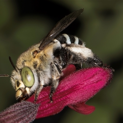 Amegilla (Zonamegilla) asserta (Blue Banded Bee) at Melba, ACT - 19 Feb 2025 by kasiaaus