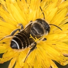 Megachile (Eutricharaea) serricauda (Leafcutter bee, Megachilid bee) at Dunlop, ACT - 19 Feb 2025 by kasiaaus