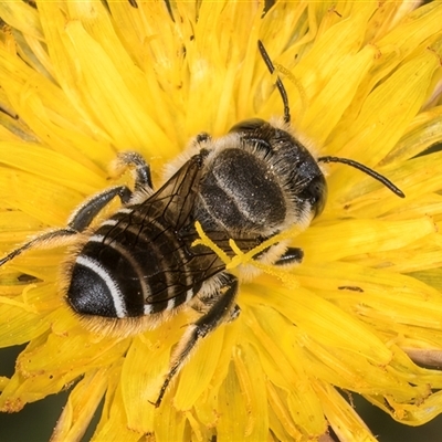 Megachile (Eutricharaea) serricauda (Leafcutter bee, Megachilid bee) at Dunlop, ACT - 19 Feb 2025 by kasiaaus