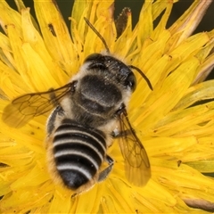 Megachile (Eutricharaea) serricauda at Dunlop, ACT - 19 Feb 2025 10:04 AM