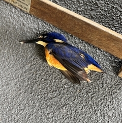 Ceyx azureus (Azure Kingfisher) at Lorne, NSW - 22 Feb 2025 by Butlinz