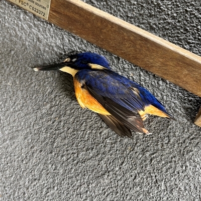 Ceyx azureus (Azure Kingfisher) at Lorne, NSW - 22 Feb 2025 by Butlinz