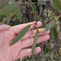 Muellerina eucalyptoides (Creeping Mistletoe) at Gateway Island, VIC - 23 Feb 2025 by Darcy