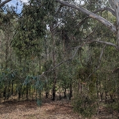 Muellerina eucalyptoides at Gateway Island, VIC - 23 Feb 2025 12:14 PM