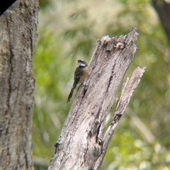 Rhipidura albiscapa (Grey Fantail) at Gateway Island, VIC - 23 Feb 2025 by Darcy