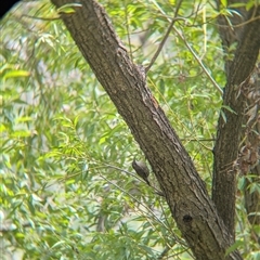 Cormobates leucophaea (White-throated Treecreeper) at Gateway Island, VIC - 23 Feb 2025 by Darcy