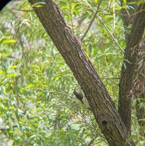 Cormobates leucophaea at Gateway Island, VIC - 23 Feb 2025 12:49 PM