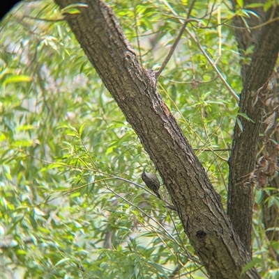 Cormobates leucophaea (White-throated Treecreeper) at Gateway Island, VIC - 23 Feb 2025 by Darcy