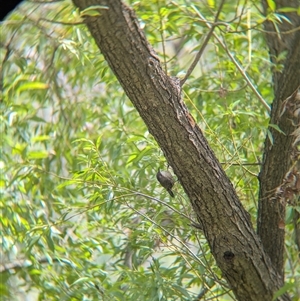 Cormobates leucophaea at Gateway Island, VIC - 23 Feb 2025 12:49 PM