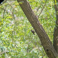 Cormobates leucophaea at Gateway Island, VIC - 23 Feb 2025 12:49 PM