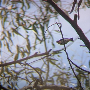 Dicaeum hirundinaceum (Mistletoebird) at Gateway Island, VIC - 23 Feb 2025 by Darcy