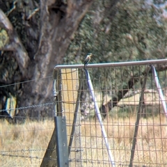 Todiramphus sanctus (Sacred Kingfisher) at Gateway Island, VIC - 23 Feb 2025 by Darcy