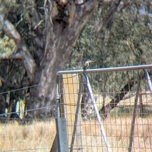 Todiramphus sanctus at Gateway Island, VIC - 23 Feb 2025 01:26 PM